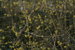 Cornus masGele kornoelje bestellen